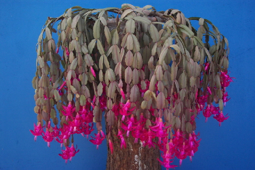 zygocactus truncatus